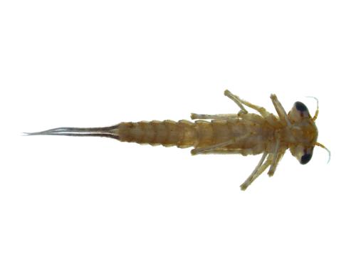 Narrowwinged Damselfly Nymph